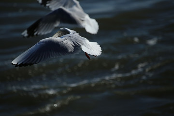 Seagulls in the air