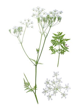 Fototapeta Anthriscus sylvestris