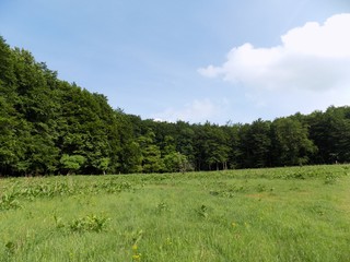 Fototapeta premium Meadow and forest