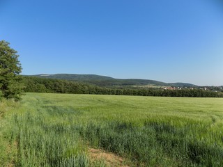 Fototapeta premium Field, forests and sky