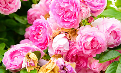 Rosen0307a
