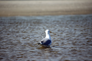 Seagull standing in water