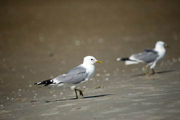 Seagulls at the beach