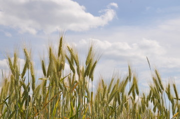Obraz premium Gerstenfeld gegen den Himmel 