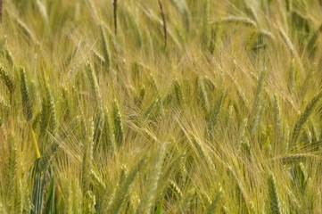 unreife Gerste