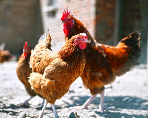Chickens on traditional free range poultry farm © monticellllo