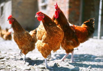 Chickens on traditional free range poultry farm