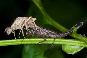 Das Alien aus dem Unterholz