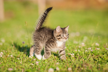 Little tabby kitten running in summer
