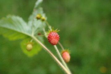 wild strawberries