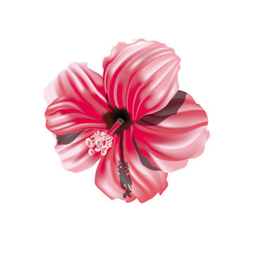 Hibiscus rosa