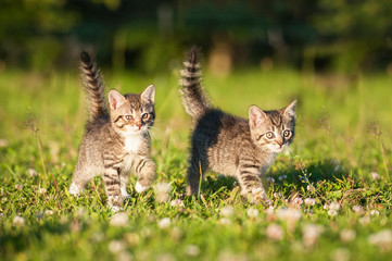 Two little tabby kittens outdoors