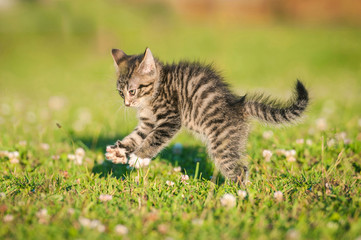Little funny kitten playing outdoors in summer