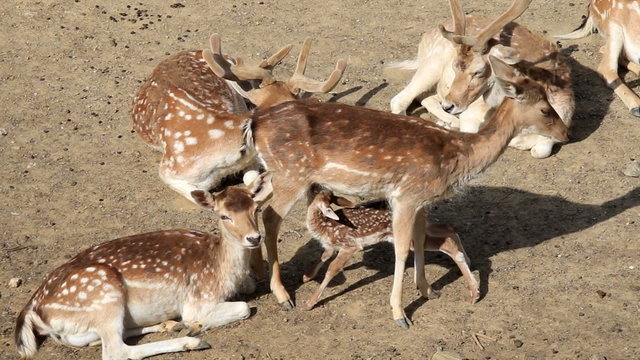 Fallow Deer hinds