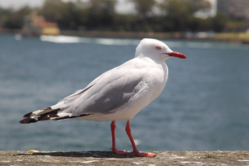 Silberkopfmöwe in Sydney