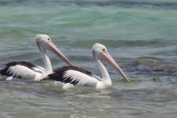 Brillenpelikane (Pelecanus conspicillatus)