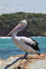 Brillenpelikan (Pelecanus conspicillatus)