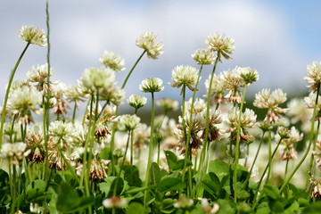 clover field