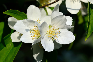 Flowered mock-orange (Philadelphus)