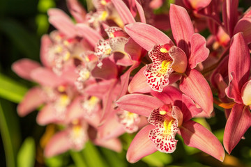 pink orchid blooms