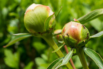 Ants invasion, peony flower