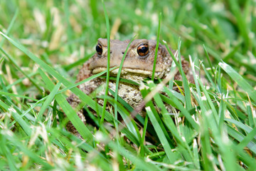 Common toad, bufo bufo, in the grass