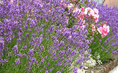 Lavendel am Rand einer Hecke