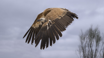 BUITRE LEONADO VOLAR ALAS
