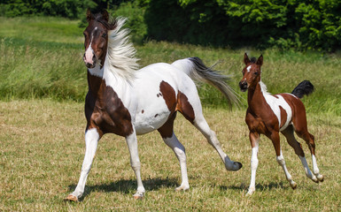 Pintabian-Stute mit Fohlen im Galopp © gabisteffen