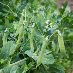Ripe green peas in a garden
