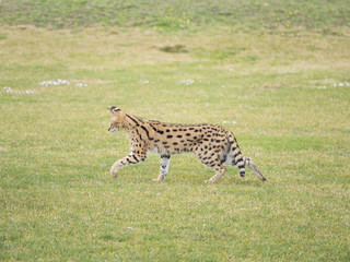 SERVAL FELINO SALVAJE HIERBA