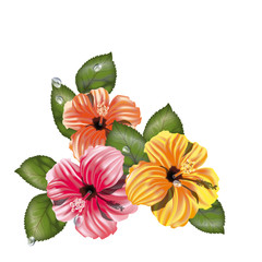 Hibiscus decorazione