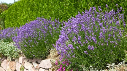 Deurstickers Lavendel lavendel aan de rand van een haag