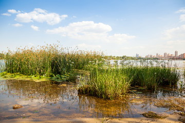 Fototapeta premium Green grass in the river