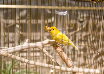 Fototapeta premium Yellow in the cage