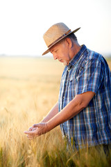 Senior farmer checks wheat grain in summer field