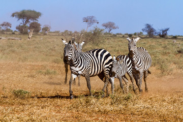 Zebras in Kenya's Tsavo Reserve
