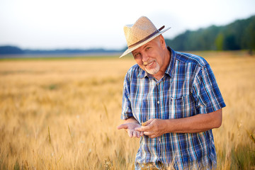 Smiling senior farmer checks wheat grain.