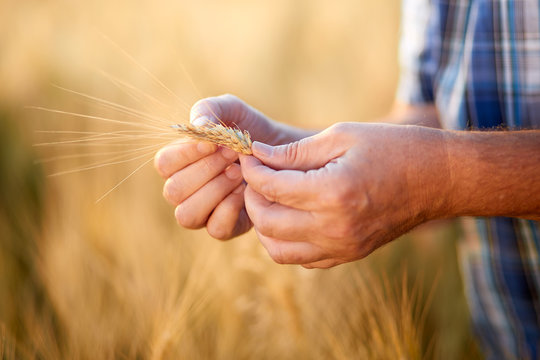 Hands of male farmer checking grain