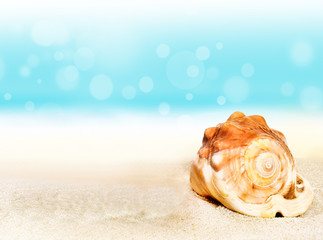 Obraz na płótnie Canvas Sea shell on the summer beach