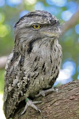 Tawny Frogmouth Owl on a tree