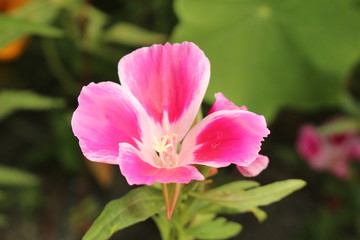 Pink and white "Godetia" flower (or Farewell to Spring, Atlasflower) in Innsbruck, Austria. Its scientific name is Clarkia Amoena (or Godetia Amoena), native to California, USA.