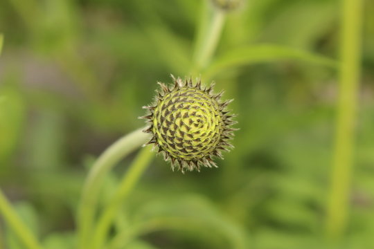 "Alpine Scabious" flower cone (or Yellow Cephalaria, Yellow Scabiose, Alpen-Schuppenkopf) in Innsbruck, Austria. Its scientific name is Cephalaria Alpina, native to Europe.