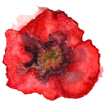 Watercolor red poppy vector isolated