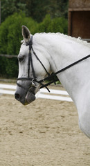 Side view portrait of a beautiful grey dressage horse during work. Headshot of a grey dressage sport horse in action.
