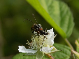 Copulating beetles on flower