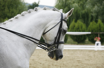 Side view portrait of a beautiful grey dressage horse during work