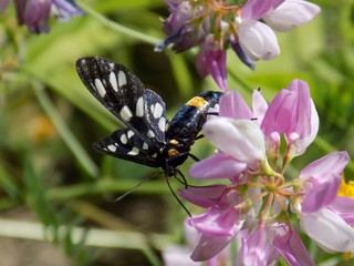 Forest butterfly on pink flower