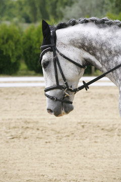 Headshot of a grey dressage sport horse in action