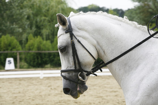 Headshot of a grey dressage sport horse in action. Side view portrait of a beautiful grey dressage horse during work
